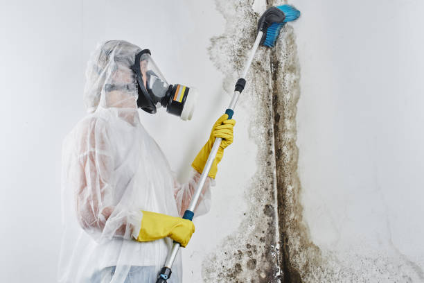 Best Basement Mold Removal  in , GA